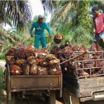 RUU Khusus Akan Di Susun DPR Untuk Membahas Sawit Dan Komoditas Strategis