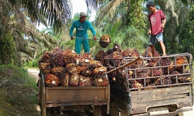 RUU Khusus Akan Di Susun DPR Untuk Membahas Sawit Dan Komoditas Strategis