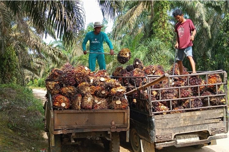 RUU Khusus Akan Di Susun DPR Untuk Membahas Sawit Dan Komoditas Strategis