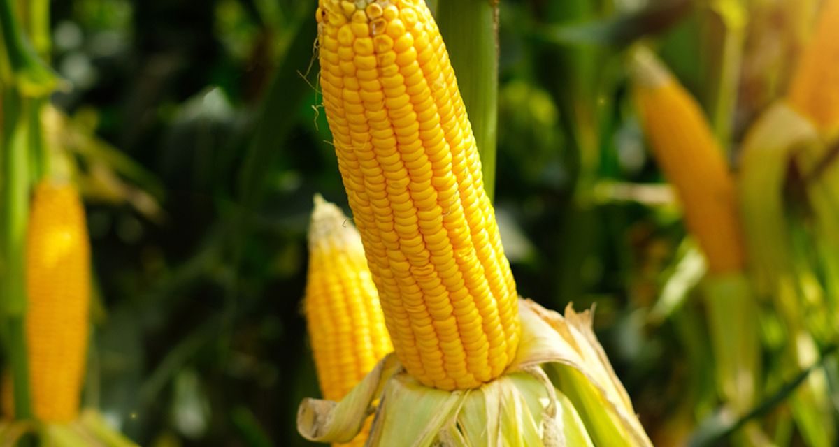 Jagung Organik VS Jagung Konvensional: Mana Yang Lebih Baik?