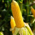Jagung Organik VS Jagung Konvensional: Mana Yang Lebih Baik?
