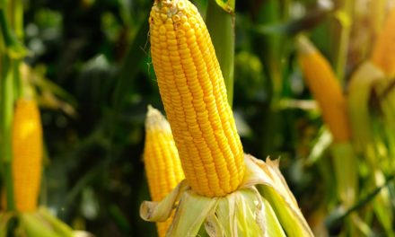 Jagung Organik VS Jagung Konvensional: Mana Yang Lebih Baik?