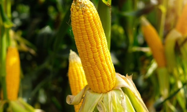 Jagung Organik VS Jagung Konvensional: Mana Yang Lebih Baik?