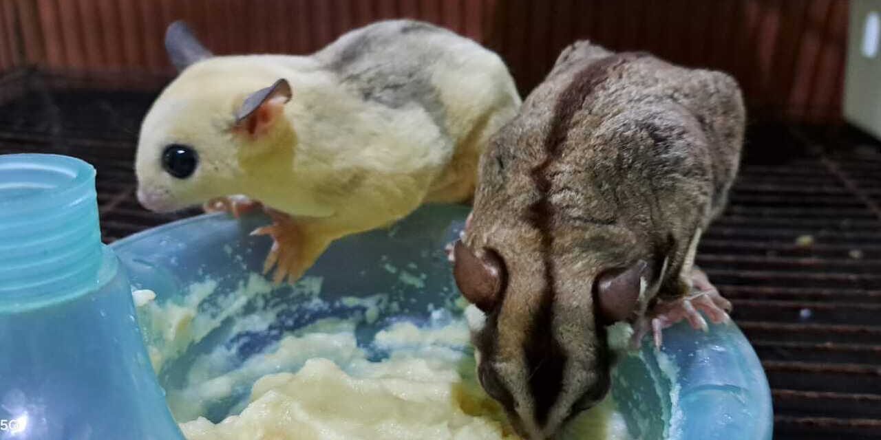 Makanan Yang Tepat Untuk Sugar Glider Peliharaan