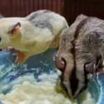 Makanan Yang Tepat Untuk Sugar Glider Peliharaan
