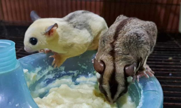 Makanan Yang Tepat Untuk Sugar Glider Peliharaan