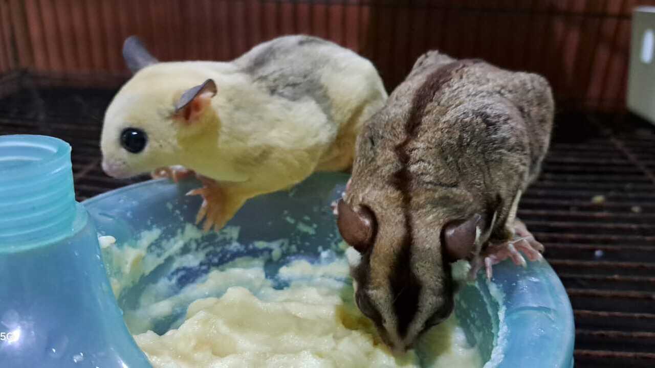 Makanan Yang Tepat Untuk Sugar Glider Peliharaan