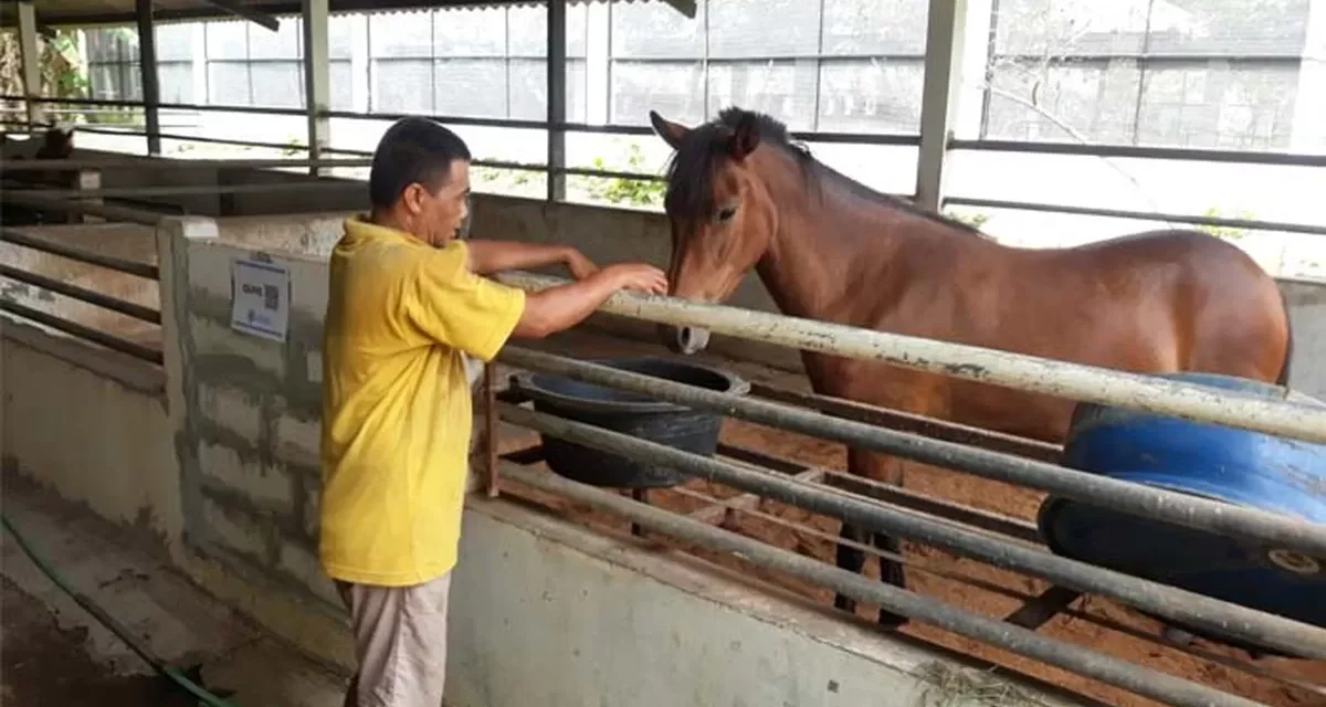 Cara Merawat Kuda Agar Tetap Sehat Dan Aktif