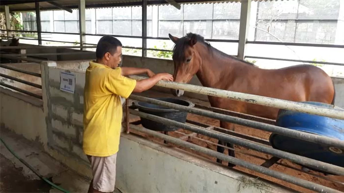 Cara Merawat Kuda Agar Tetap Sehat Dan Aktif