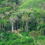 Pelestarian Hutan Sebagai Paru-Paru Dunia Semakin Mendesak