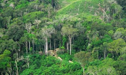 Pelestarian Hutan Sebagai Paru-Paru Dunia Semakin Mendesak