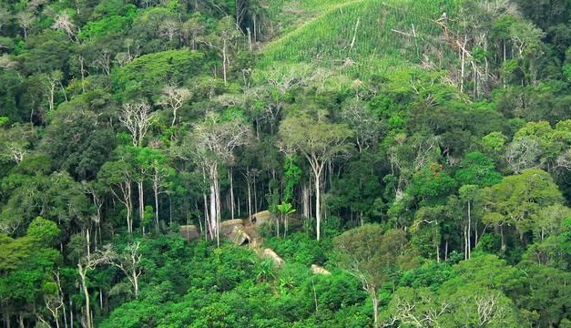 Pelestarian Hutan Sebagai Paru-Paru Dunia Semakin Mendesak