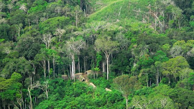 Pelestarian Hutan Sebagai Paru-Paru Dunia Semakin Mendesak