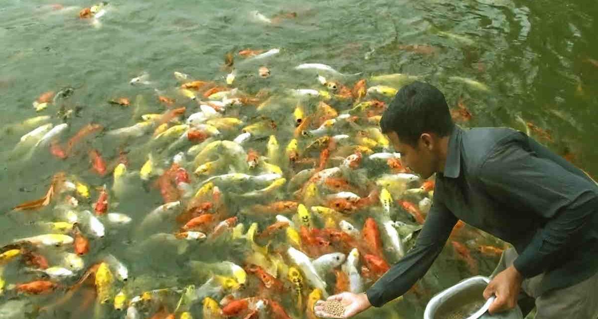 Strategi Budidaya Ikan Efisien Untuk Meningkatkan Hasil Panen