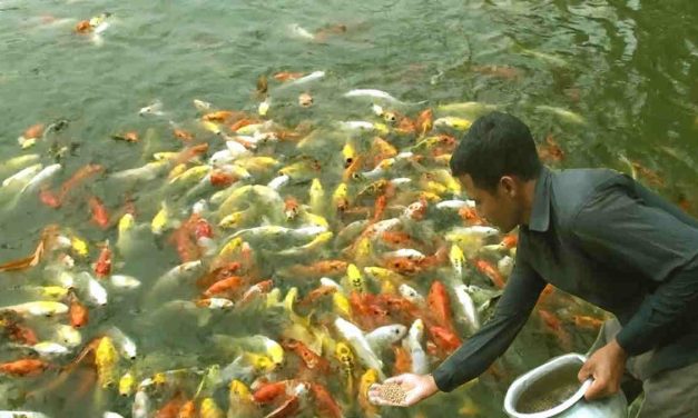 Strategi Budidaya Ikan Efisien Untuk Meningkatkan Hasil Panen