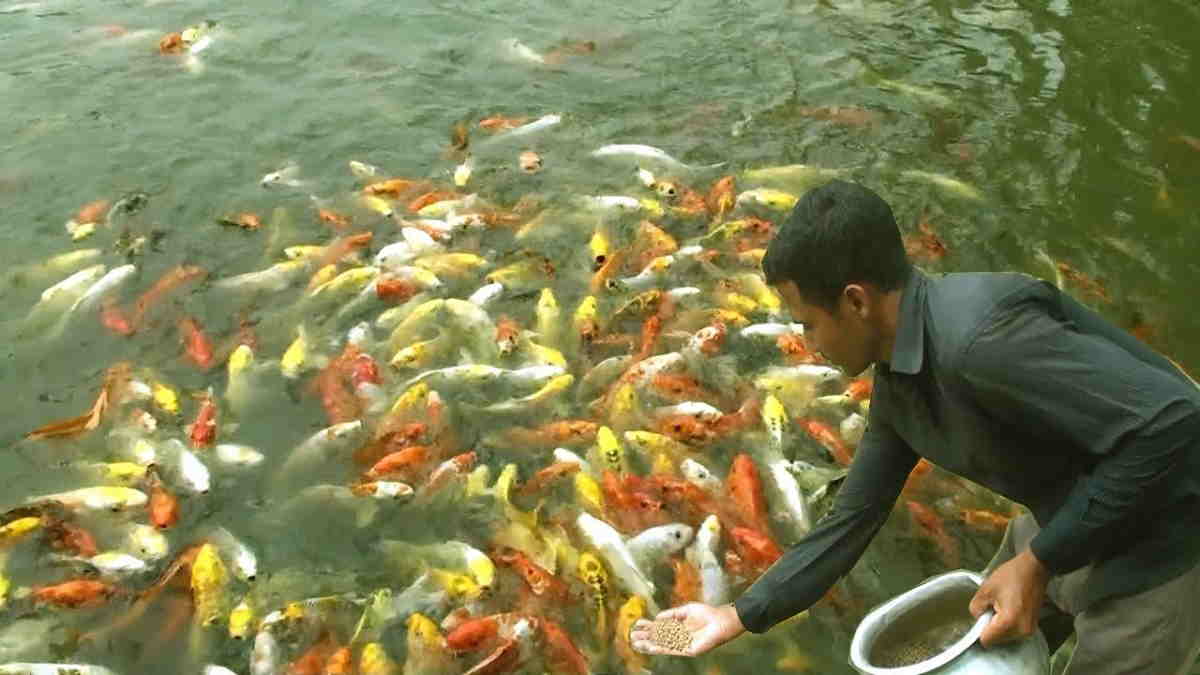 Strategi Budidaya Ikan Efisien Untuk Meningkatkan Hasil Panen