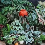Budidaya Tanaman Hias: Peluang Usaha Dari Hobi Berkebun