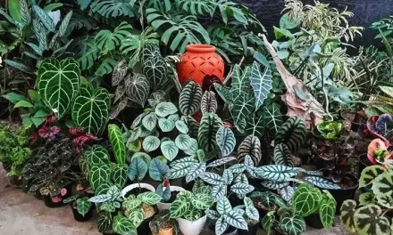 Budidaya Tanaman Hias: Peluang Usaha Dari Hobi Berkebun