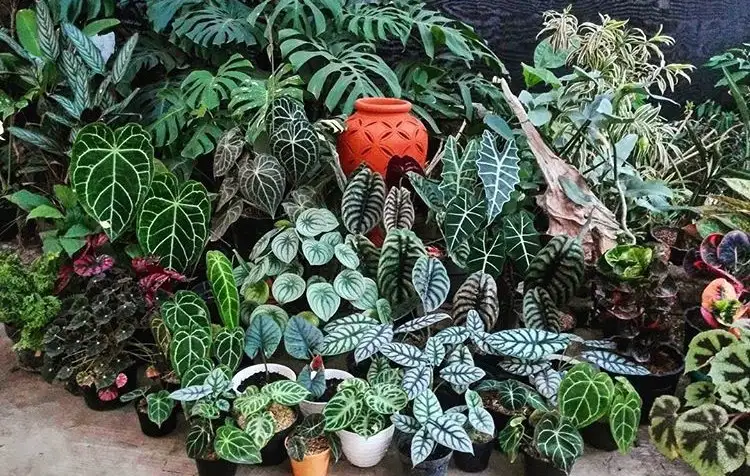 Budidaya Tanaman Hias: Peluang Usaha Dari Hobi Berkebun